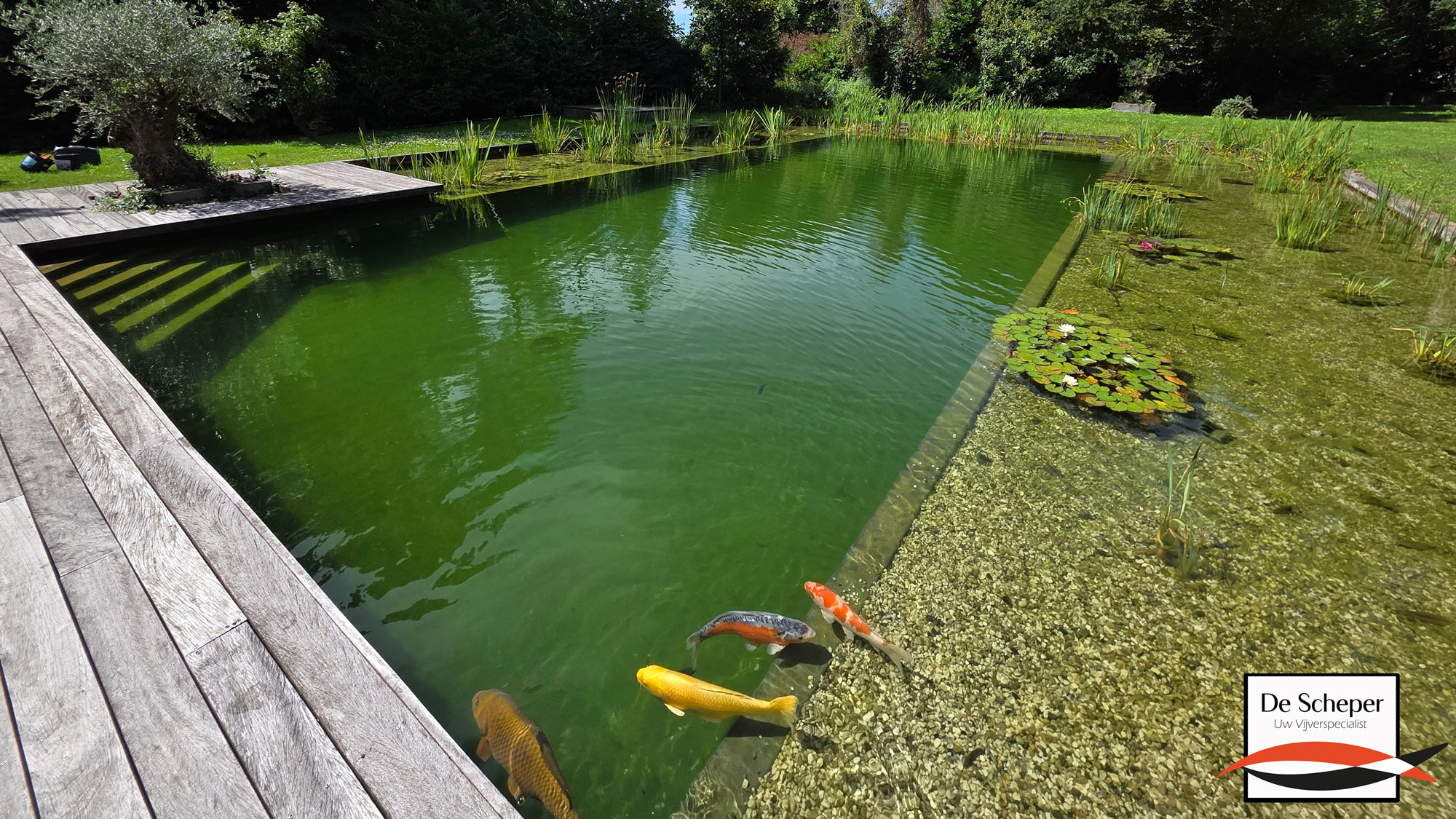 Zwemvijver_Oostvoorne_project_14_vijvercentrum_de_scheper_3