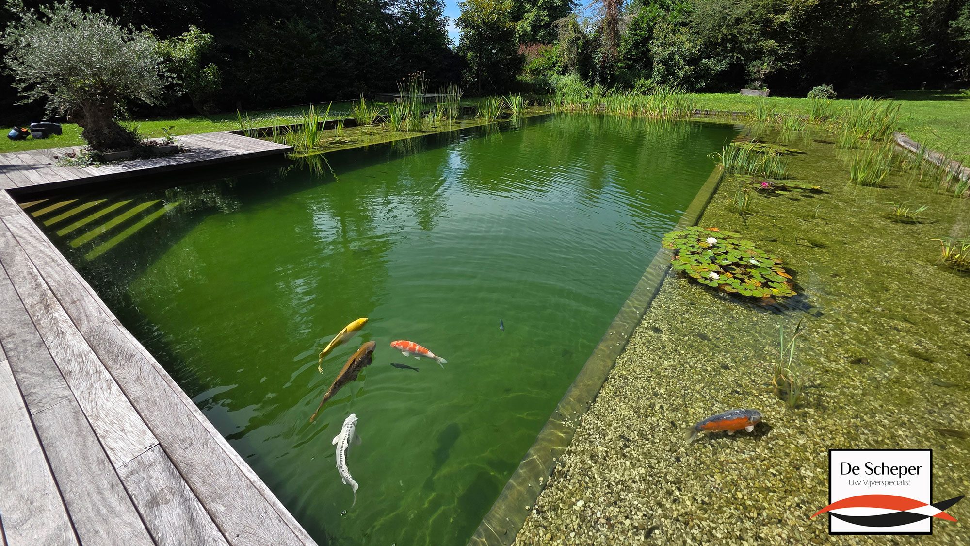 Zwemvijver_Oostvoorne_project_14_vijvercentrum_de_scheper_4