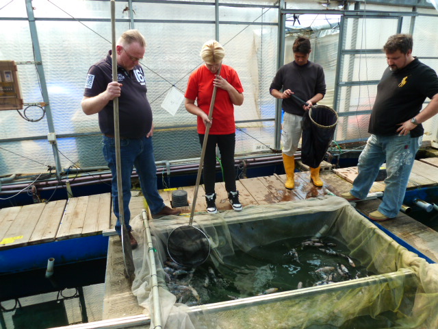 Japanse koi uitzoeken