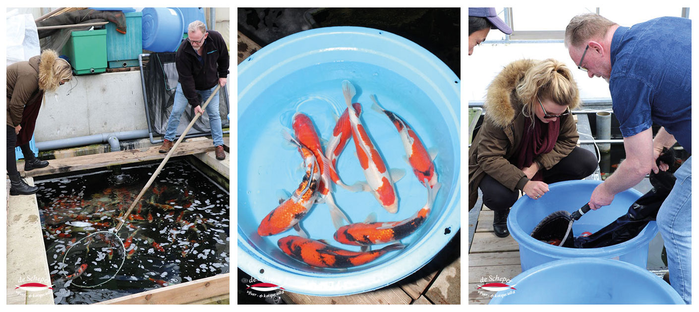 koi_selecteren_japan_vijvercentrum_de_scheper
