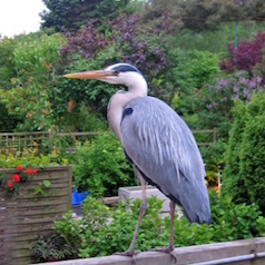 reiger-verjagen_vijvercentrum_de_scheper