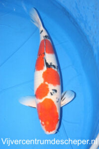 Hoe ziet een sanke er uit