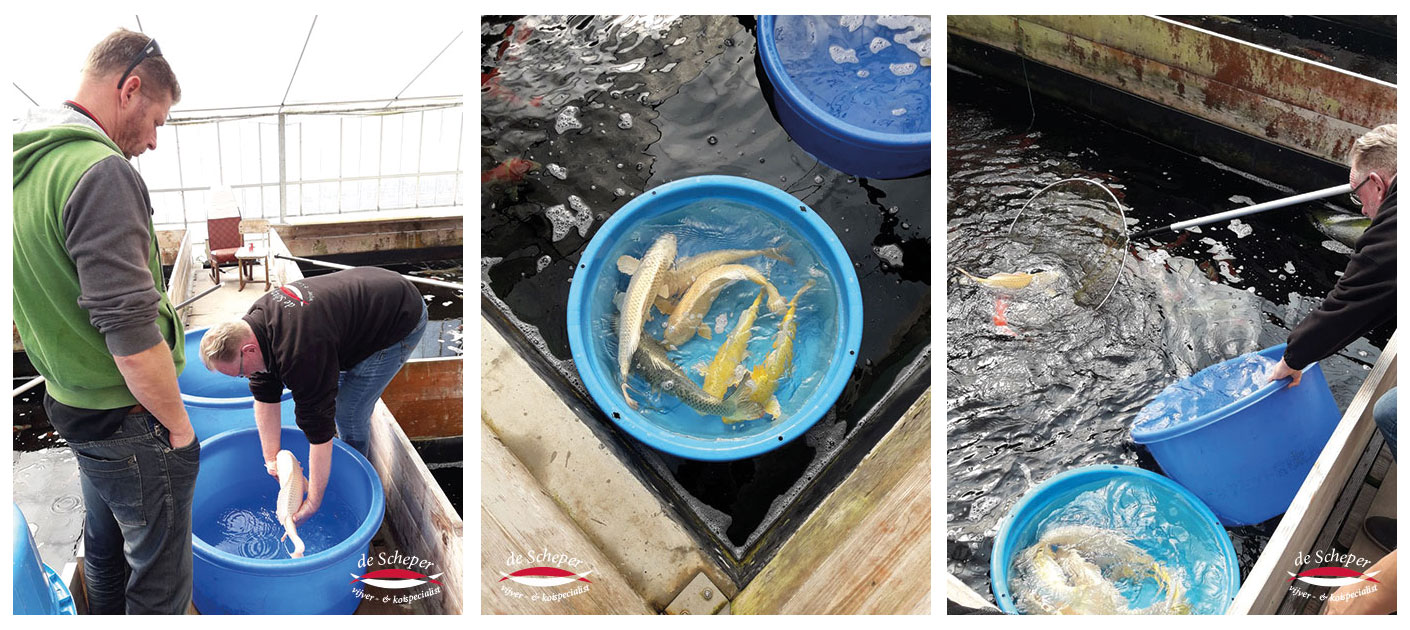 yamabuki_takigawa_san_vijvercentrum_de_scheper