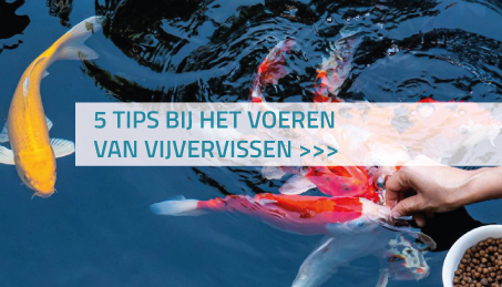 5 tips bij het voeren van vijvervissen