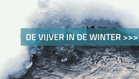 Vijver winter