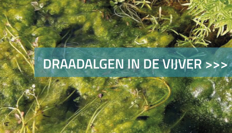 Draadalgen in de vijver