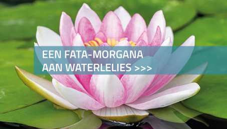 Een fata-morgana aan waterlelies