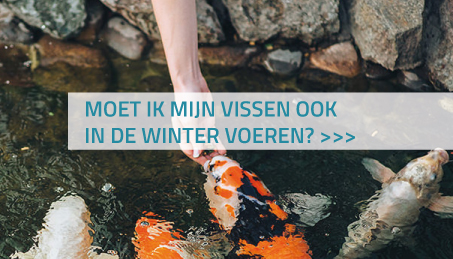 Moet ik mijn vissen ook in de winter voeren?