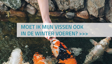 Moet ik mijn vissen ook in de winter voeren?