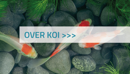 Koi in de vijver