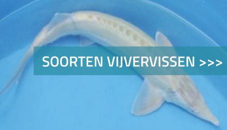 Vijvervissen soorten