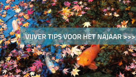 Vijver tips voor het najaar