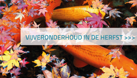 Herfst onderhoud vijver