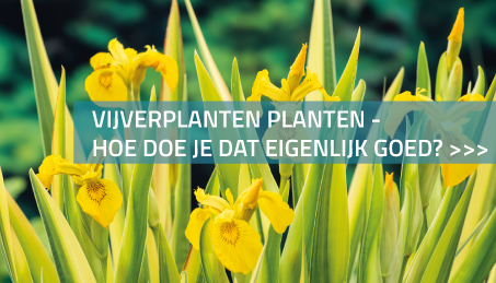 Vijverplanten planten - Hoe doe je dat eigenlijk goed?