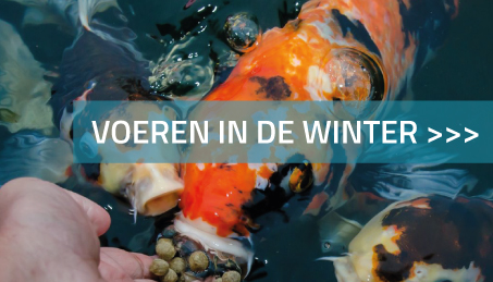 Voeren in de winter