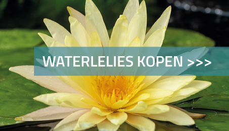 Waterlelie op de vijver