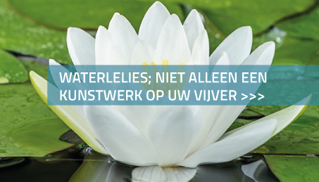 Waterlelies; niet alleen een kunstwerk op uw vijver maar ook nog eens goed voor de vijver!