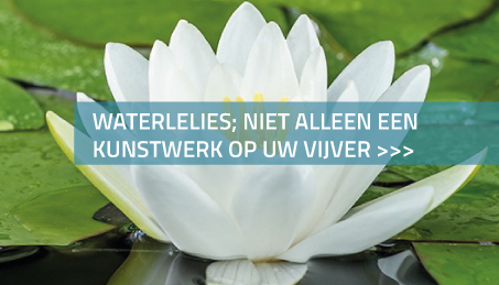 Waterlelies zorgen voor een kunstwerk