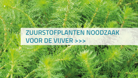 Zuurstofplanten noodzaak voor de vijver