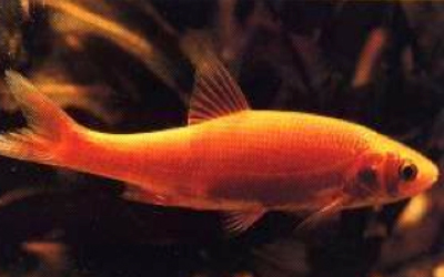 Goudwinde Vijver goudwinde