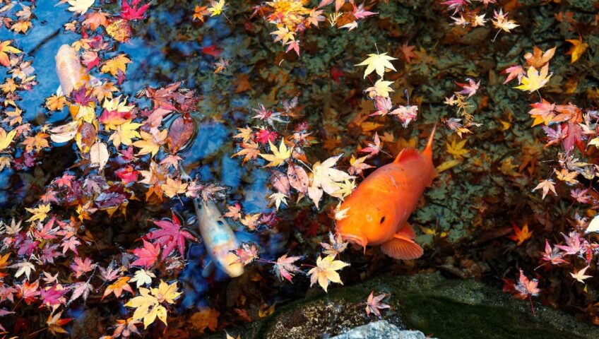 Najaarbeurt onderhoud vijver blad val Najaarbeurt onderhoud vijver