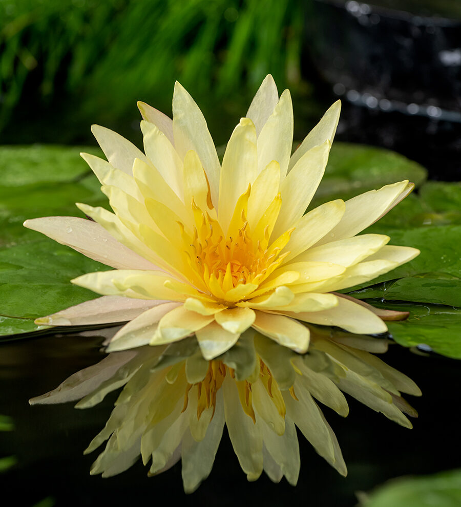 Nymphaea Yellow Supan Z Nymphaea Yellow Supan Z lelie