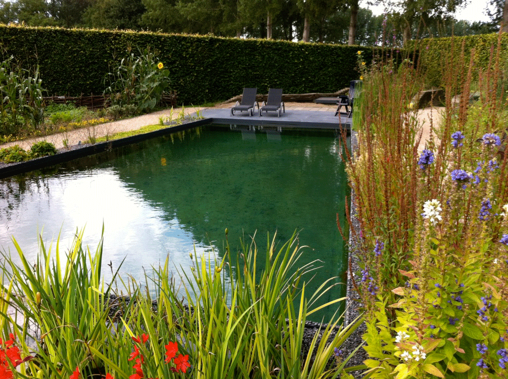 Oeverplanten vijver Vijverplanten vijver