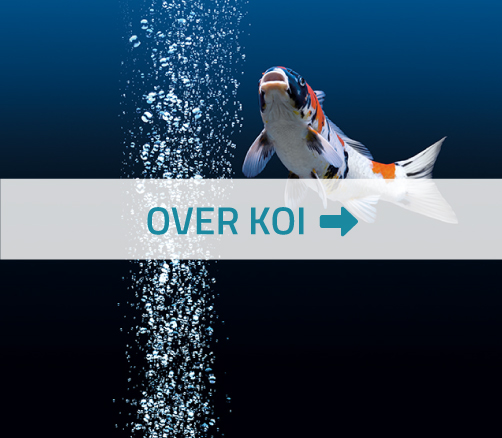 Koi vijver