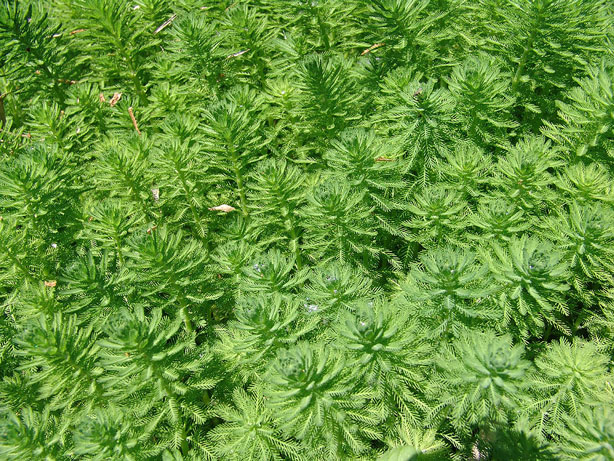 Vederkruid Vederkruid kopen in Oirschot