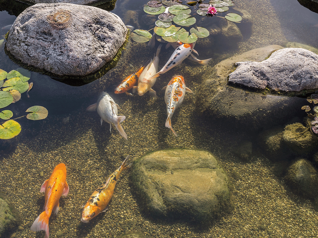 Vijver voor koikarpers koivijver