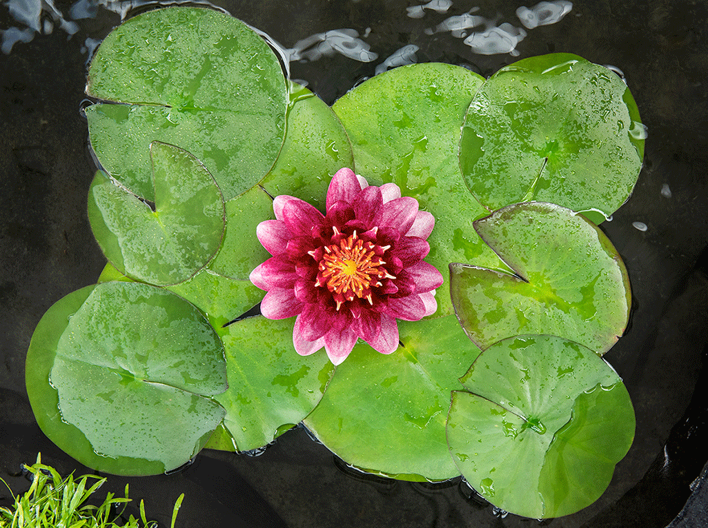 Vijverplanten vijver Vijver zuurstofplaten