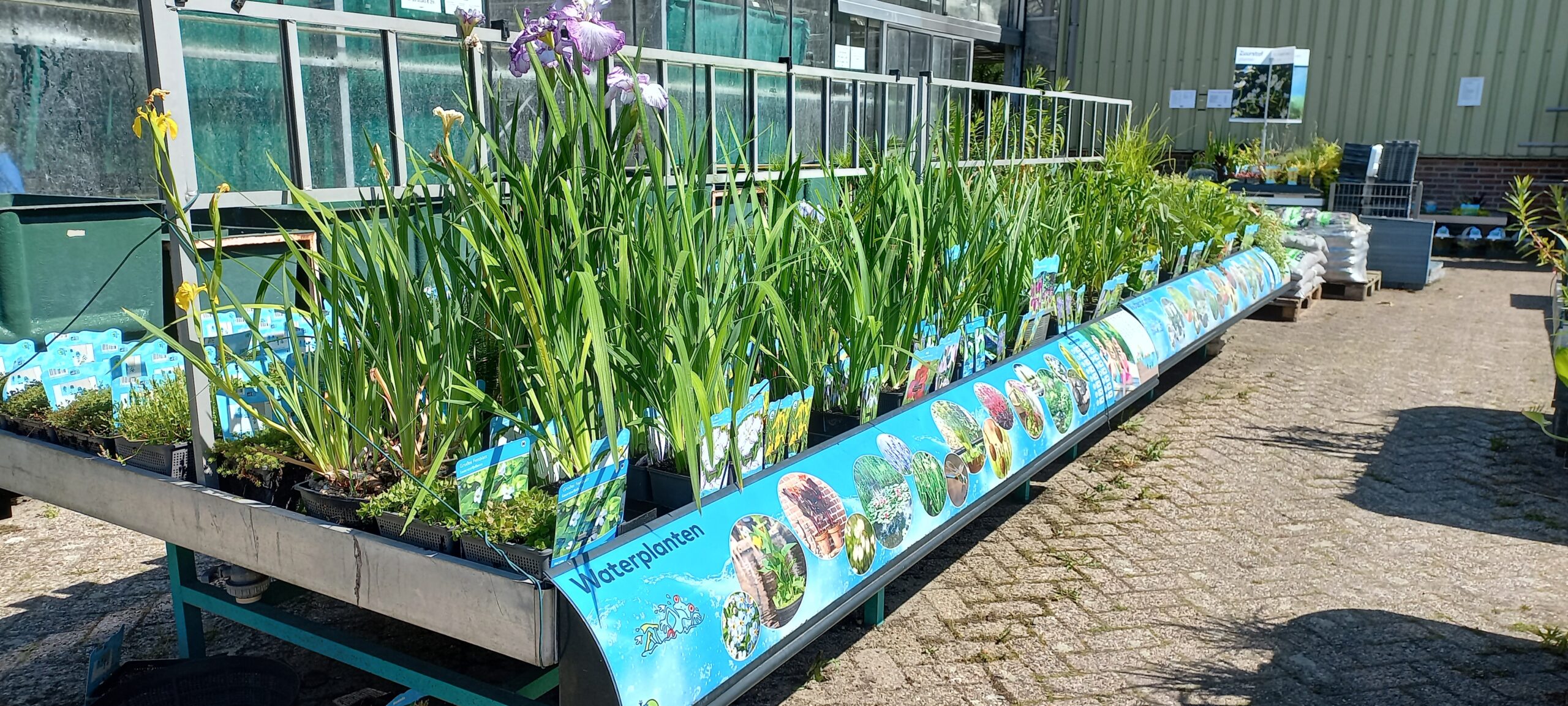 Vijverplanten kopen bij Vijvercentrum De Scheper Waterplanten kopen
