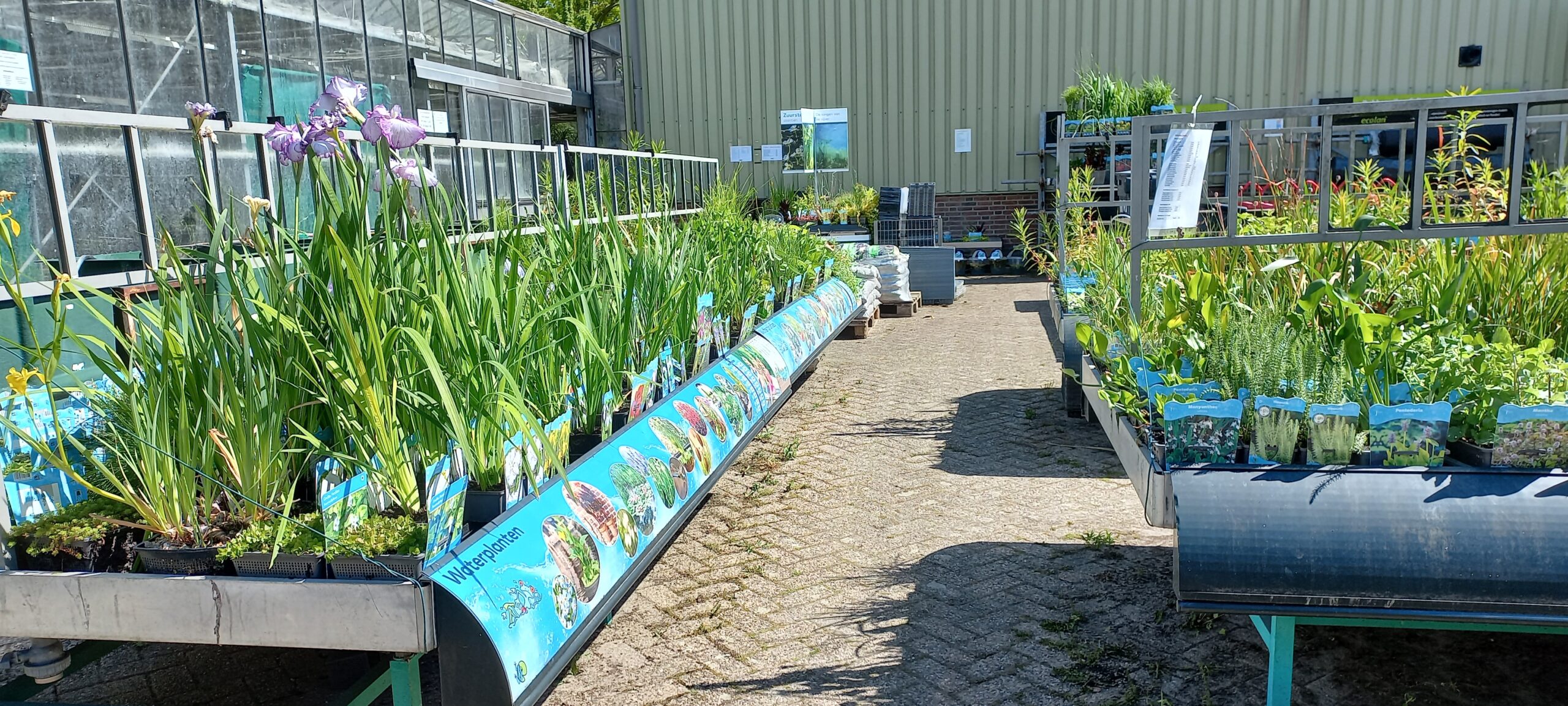 Vijverplanten kopen bij Vijvercentrum De Scheper Vijverplanten kopen showroom