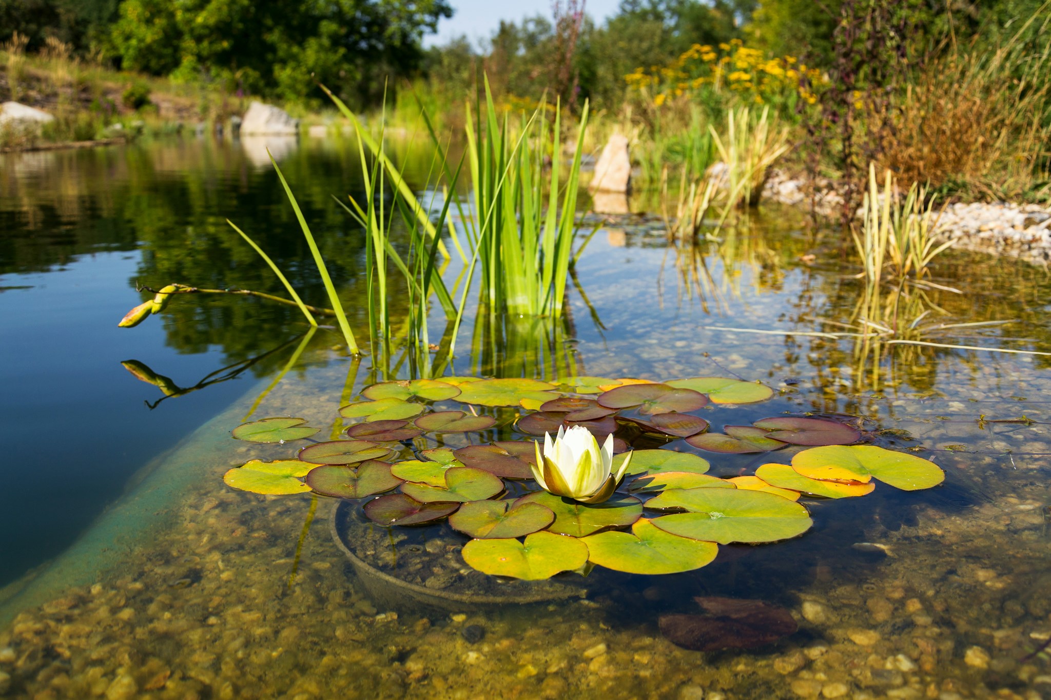 Waterlelie vijver vijverplanten Waterlelie voor de vijver