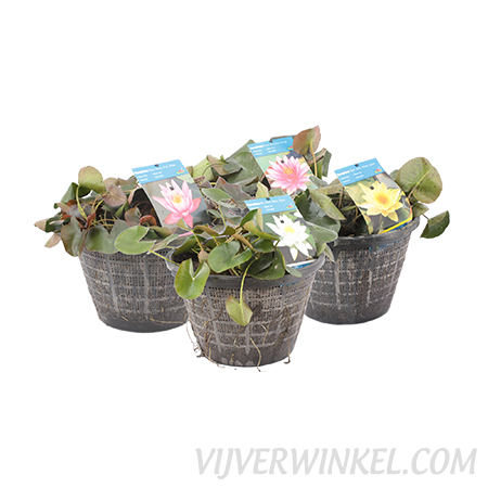 Verschillende soorten waterlelie