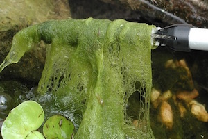 Draadalgen in de vijver Vijver met draadalgen