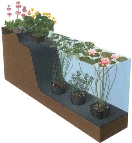 Tip vijverplanten planten