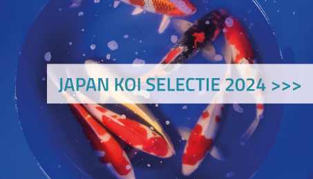 Japan koi selectie 2024