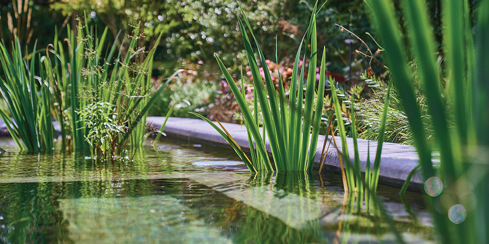Heldere plantenfilter goede zwemvijver waterkwaliteit