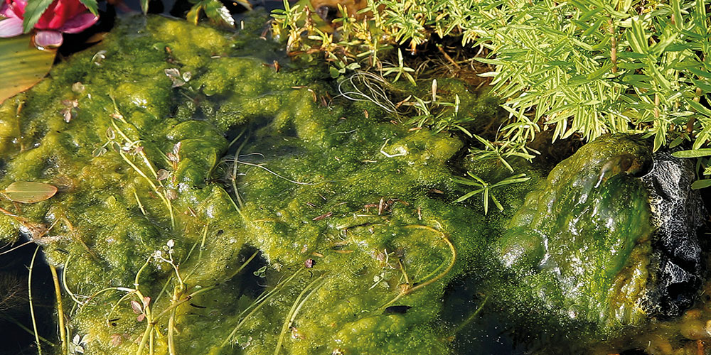 Groene draden in zwemvijver water
