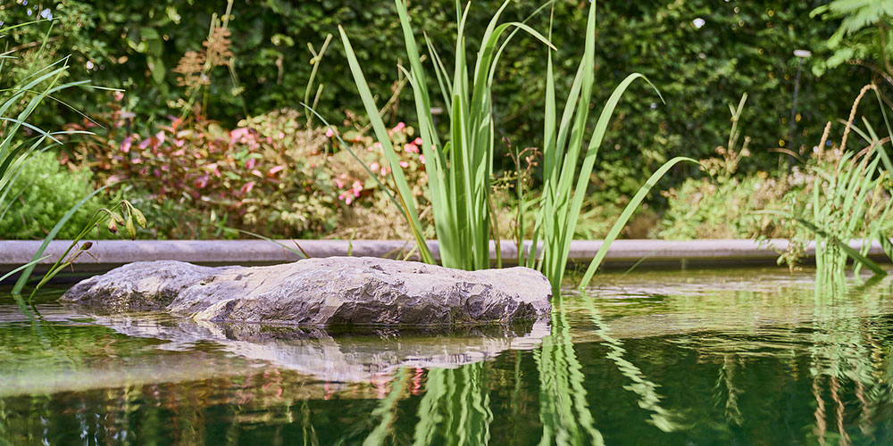 Filter- en plantenzone van een zwemvijver voor natuurlijke waterzuivering