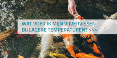 Wat voer ik mijn vijvervissen bij lagere temperaturen?